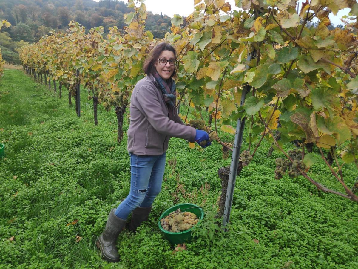 보츠부르크 Weingut & Strausswirtschaft Vogel 아파트 외부 사진