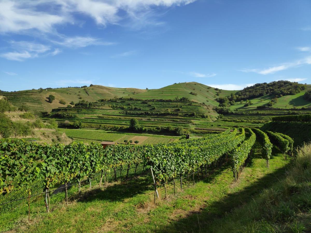 보츠부르크 Weingut & Strausswirtschaft Vogel 아파트 외부 사진