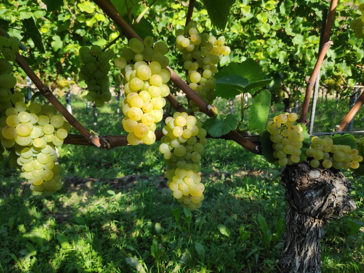 보츠부르크 Weingut & Strausswirtschaft Vogel 아파트 외부 사진