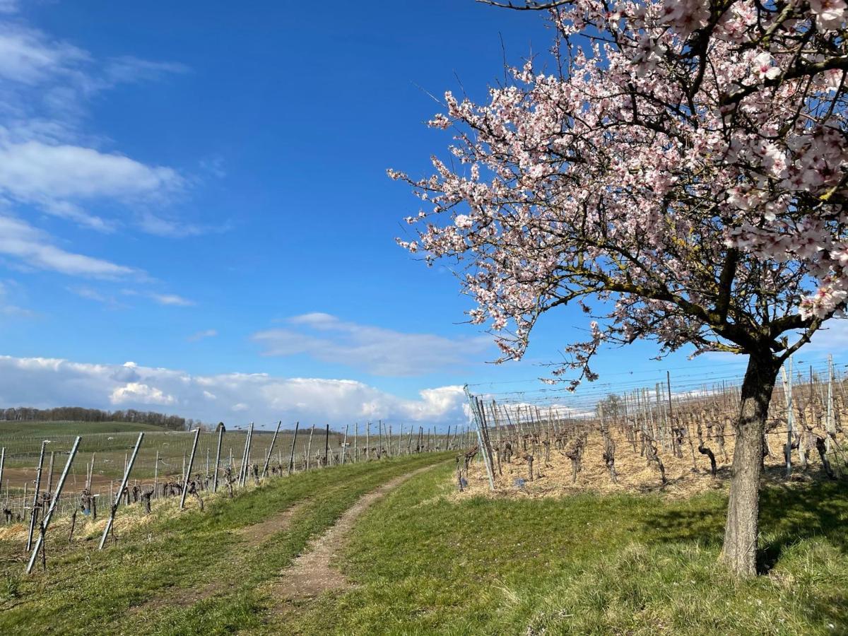 보츠부르크 Weingut & Strausswirtschaft Vogel 아파트 외부 사진